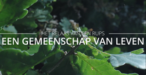 foto: Schermafbeelding 2026-05-12 133426