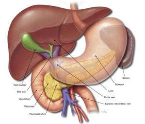 foto: LeverNGalblaasNMaagNPancreasNMilt.png